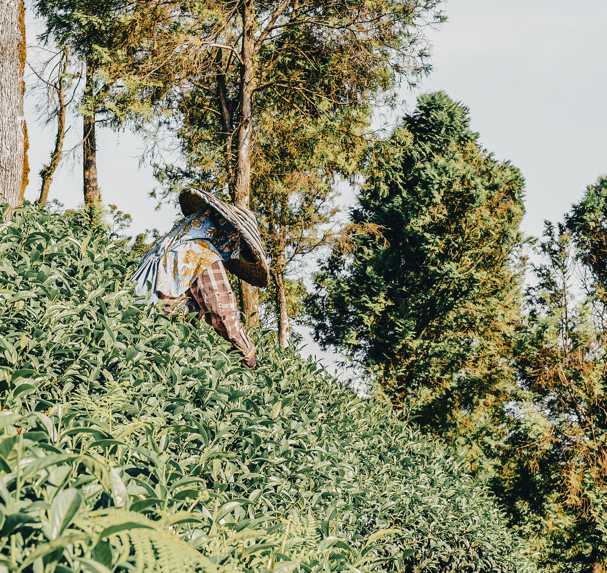 Landscape,View,Of,Beautiful,Oolong,Tea,Gardens,With,Farmers,Plucking